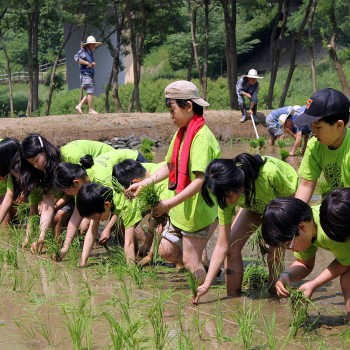 모내기3