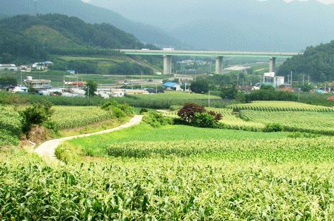 대학찰옥수수마을 (괴산)