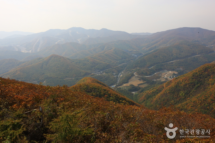 [서울] [성동구청] 매봉산 산림치유 프로그램