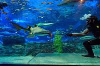SEA LIFE 부산아쿠아리움