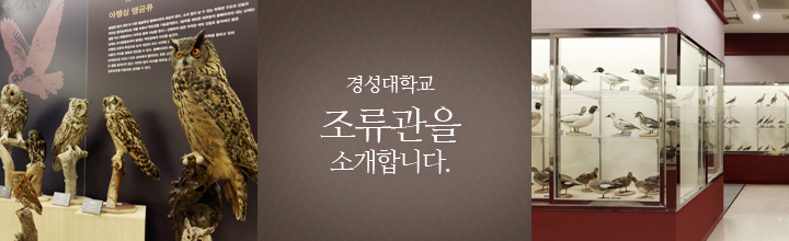 [부산] 경성대 조류박물관